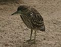 A Nankeen Night Heron juvenile visitor to Melbourne Zoo