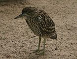 Juvenile visiting the little penguin enclosure at Melbourne Zoo