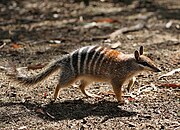 Brown and white striped numbat