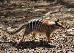 Myrmecobius fasciatus (Myrmecobiidae)