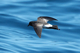 Maorihavslöpare (Oceanites maorianus), som tillhör de mindre arterna i ordningen, är dåligt känd och i 150 år trodde man att den var utdöd tills den återfanns 2003.