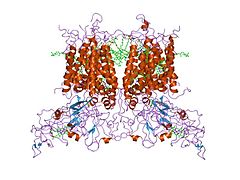 Цит. b6f из M. laminosus (2d2c).