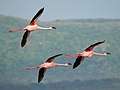 Lesser Flamingos