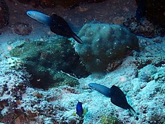 Deux gobies fléchettes (Ptereleotris evides)