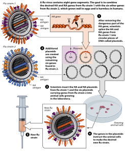 Vaccine development by reverse genetics, by Mouagip