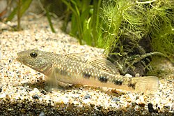 Rhinogobius giurinus з Хамамацу, Префектура Сідзуока, Японія