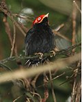 Round-tailed manakin