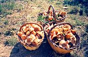 Rovellons or Pinatells, a tasty wild mushroom