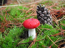 Tulipunahapero Russula emetica