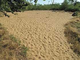 Image illustrative de l’article Dunes de Sermoyer