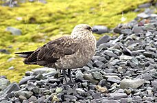 South polar skua (Stercorarius maccormicki)