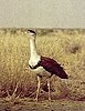 A Great Indian Bustard
