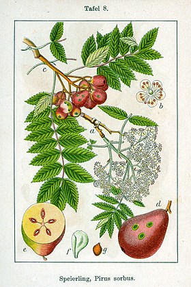 Sorbus domestica