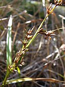 Scleria testacea