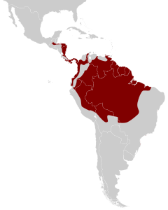 Mapa com parte da distribuição geográfica do pavãozinho-do-pará.