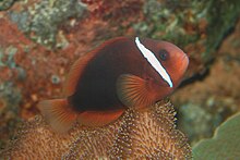 Un poisson-clown orange très sombre. Ses nageoires sont jaunes translucides, une barre verticale blanche passe derrière l’œil.