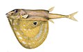 Illustrated specimen by Cuvier