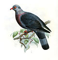 Trocaz Pigeon