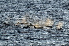 Description de l'image Tropical bottlenose whale.jpg.