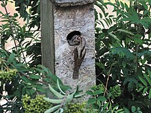 Oiseau adulte nourrissant un petit qui sort la tête par le trou d'un nichoir en bois installé dans un arbuste.