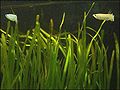 Vallisneria gigantea in a tropical fish tank (with freshwater Nomorhamphus liemi halfbeaks)