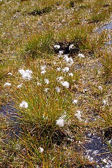 Eriophorum in Austrya