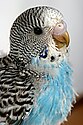 A budgerigar with pin feathers showing