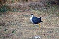 White Breasted Waterhen