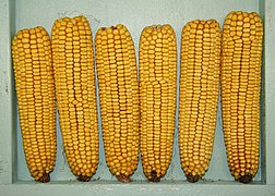 Maize (corn)