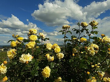 yellow roses