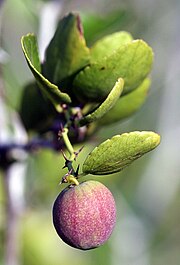 photographie d'une petite drupe de forme oblongue et de couleur rose