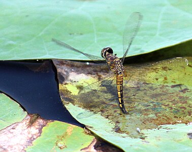 Egg laying