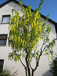 Laburnum anagyroides