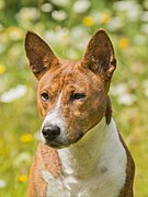 Basenji