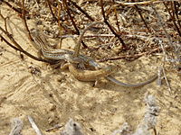 Спаривание Acanthodactylus schreiberi