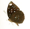 L. albopunctata