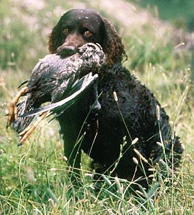 Chien d'eau américain