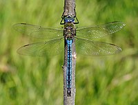 Дозорщик-император (Anax imperator), одна из самых крупных стрекоз Европы