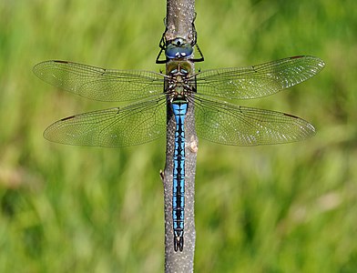 Emperor dragonfly, by Quartl