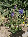 Aquilegia einseleana