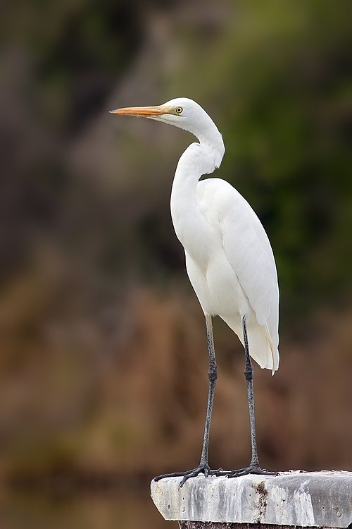 Eastern Great Egret in Tasmania.