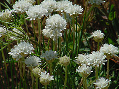 Arméria faux Plantain Armeria arenaria