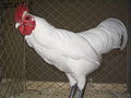 Coq Australorp nain blanc