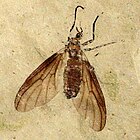 Marchfly fossil