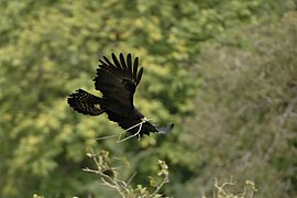 Black eagle bringing materials for nesting.