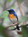 Male Cyornis rubeculoides rubeculoides from Thattekad Bird Sanctuary, Kerala, India.