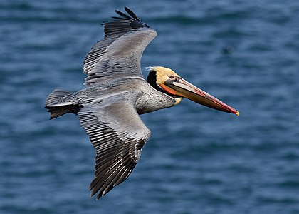 Brown pelican, in flight, by Frank Schulenburg