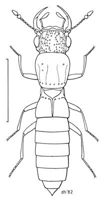 Agnosthaetus vicinus