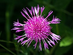 Centaurea jacea 01