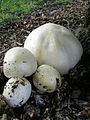 Agaricus arvensis